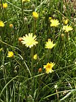 Scorzonera hirsuta, fam. Composees, Europe sud (3) (Photo F. Mrugala)